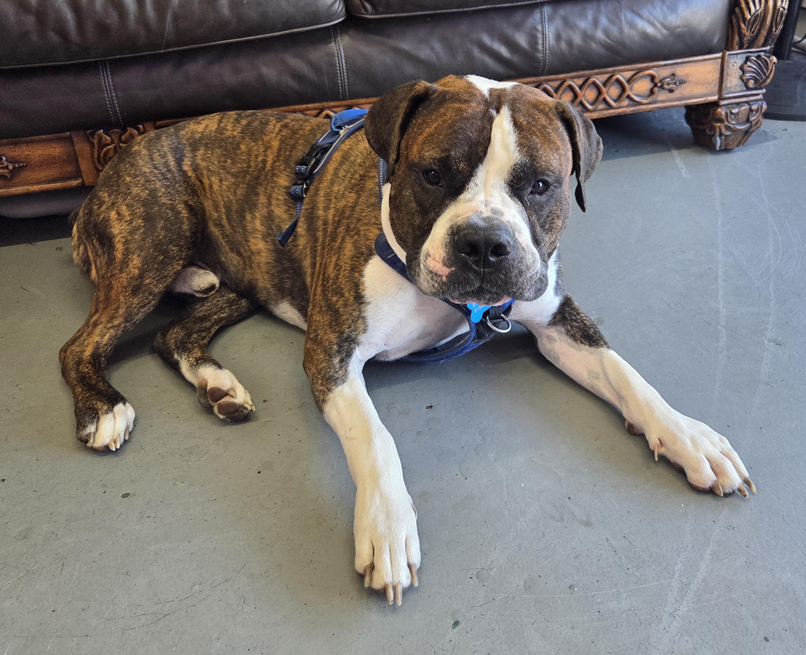 Enlarge Sebastian, a Adoptable American Bulldog in Kansas City, MO image 2/6