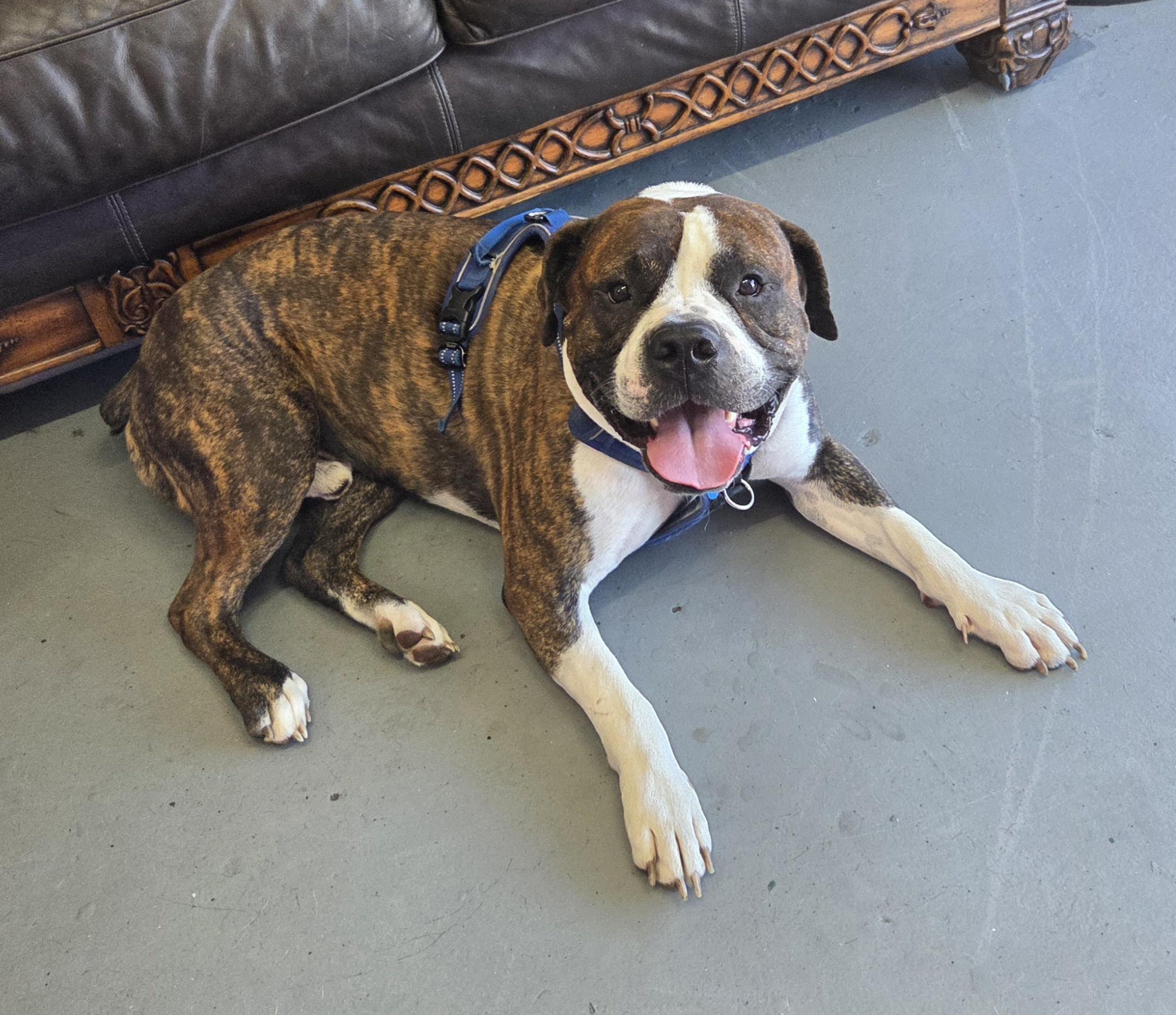 Enlarge Sebastian, a Adoptable American Bulldog in Kansas City, MO image 6/6