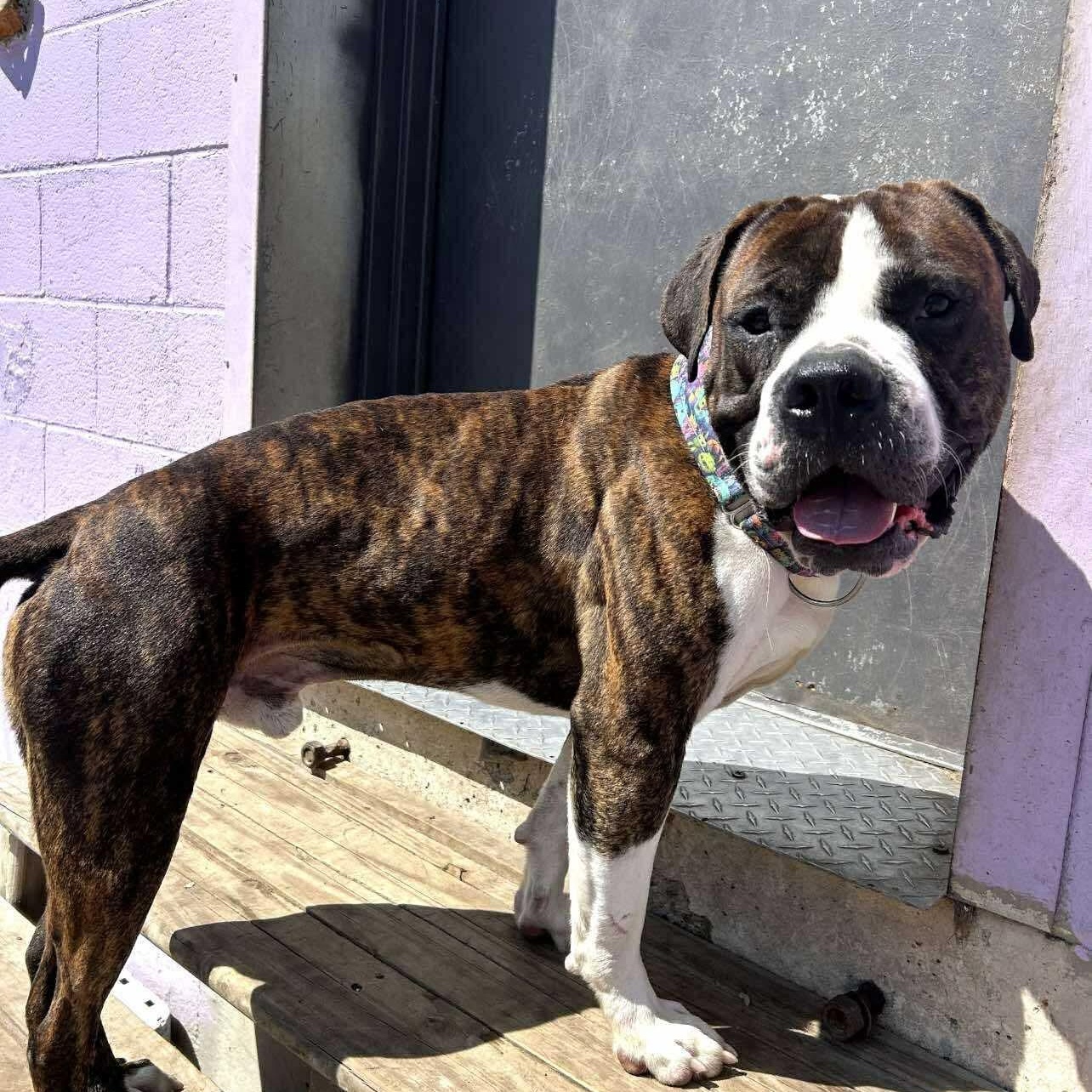 Enlarge Sebastian, a Adoptable American Bulldog in Kansas City, MO image 3/6