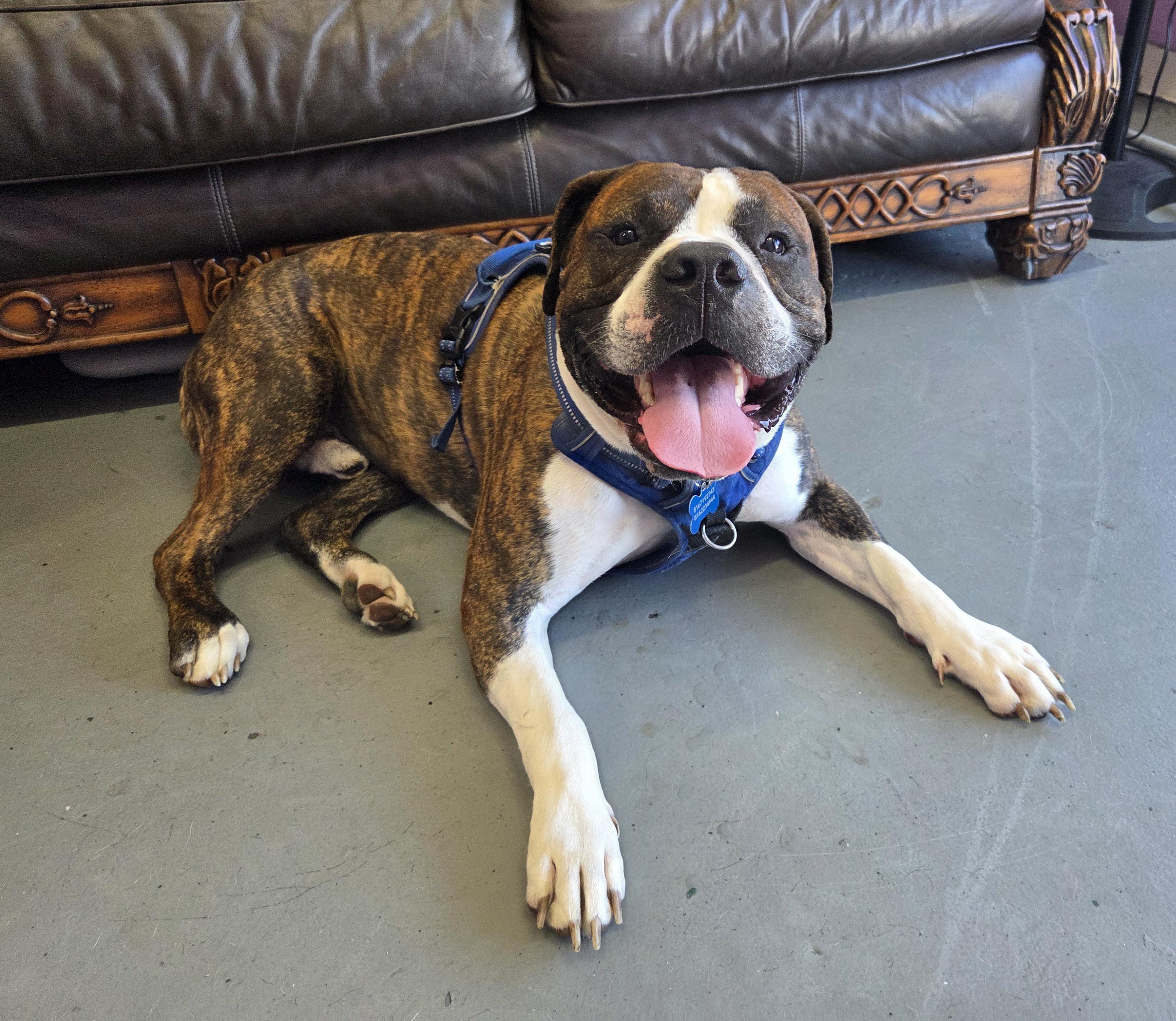 Sebastian, Adoptable, Adult Male American Bulldog.