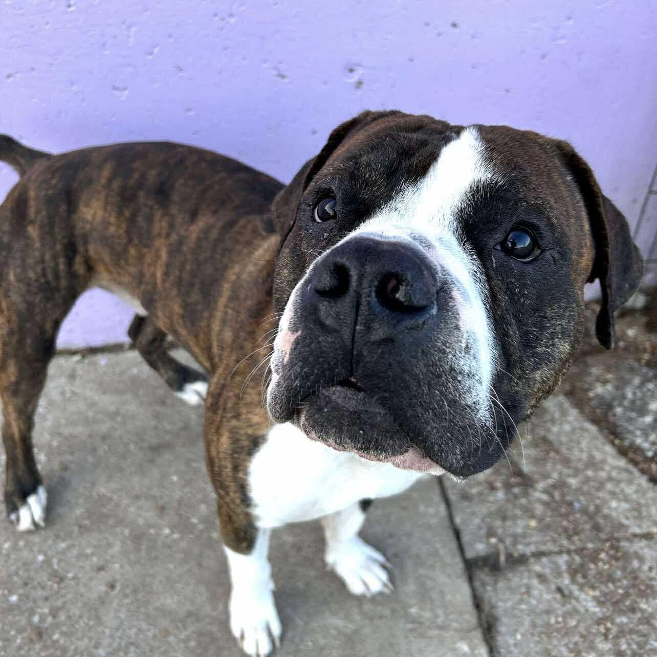 Sebastian, Adoptable, Adult Male American Bulldog.