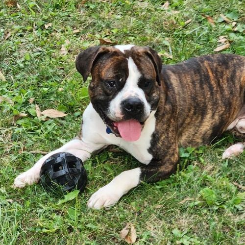 Sebastian, an adoptable American Bulldog in Kansas City, MO, 64141 | Photo Image 2