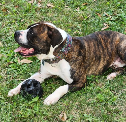 Sebastian, an adoptable American Bulldog in Kansas City, MO, 64141 | Photo Image 5