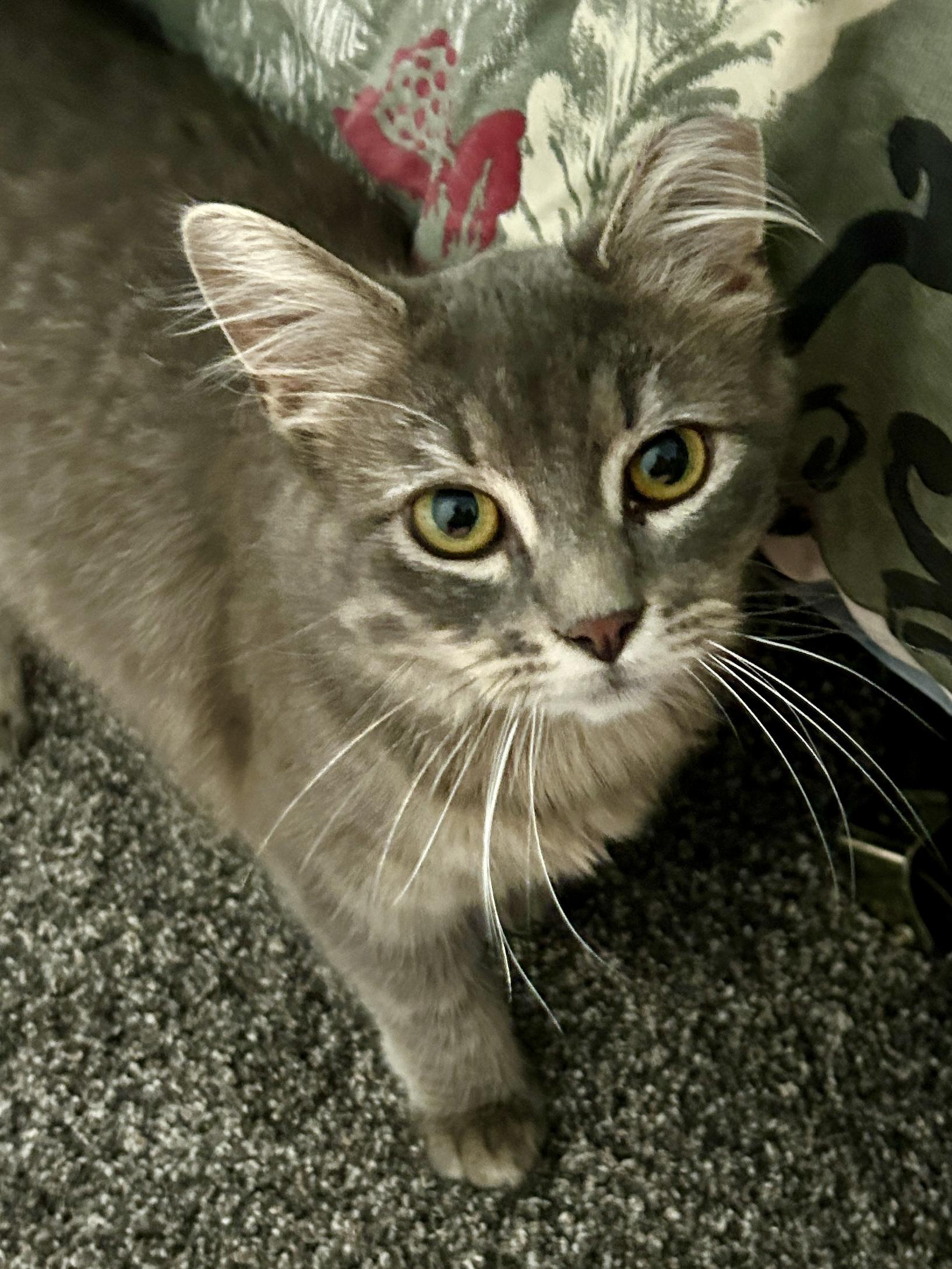 Fluffer (Bonded with Fluffy), adoptable, Young Female Domestic Long Hair.