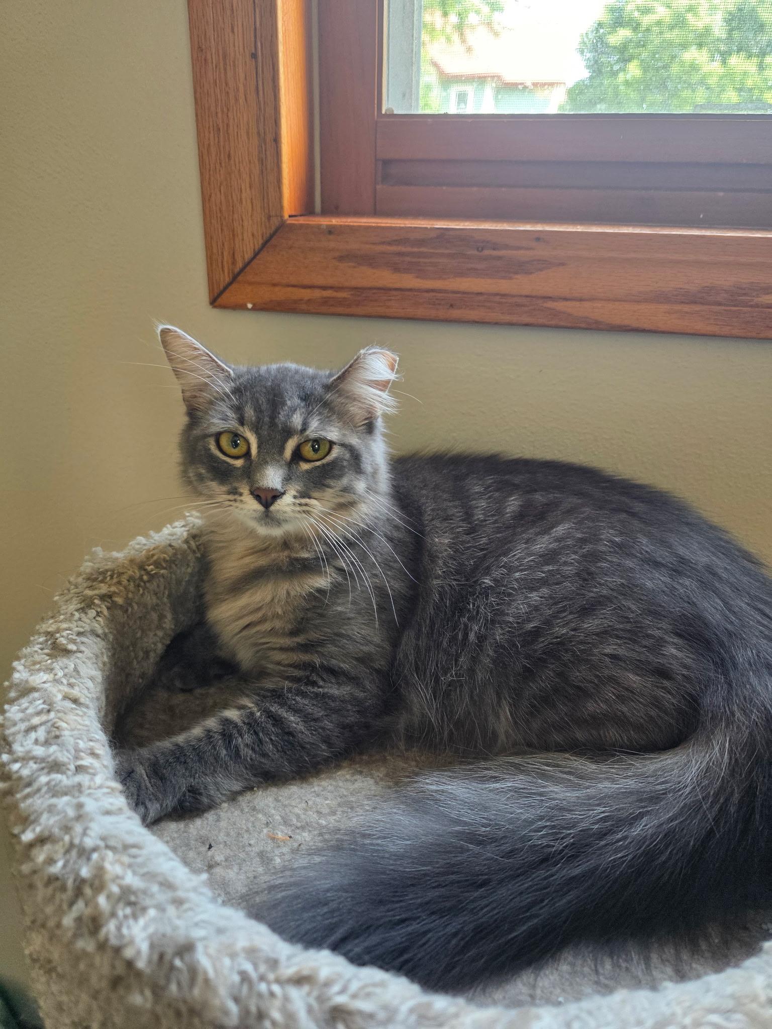 Fluffer (Bonded with Fluffy), an adoptable Domestic Long Hair in Sauk City, WI image 5/6