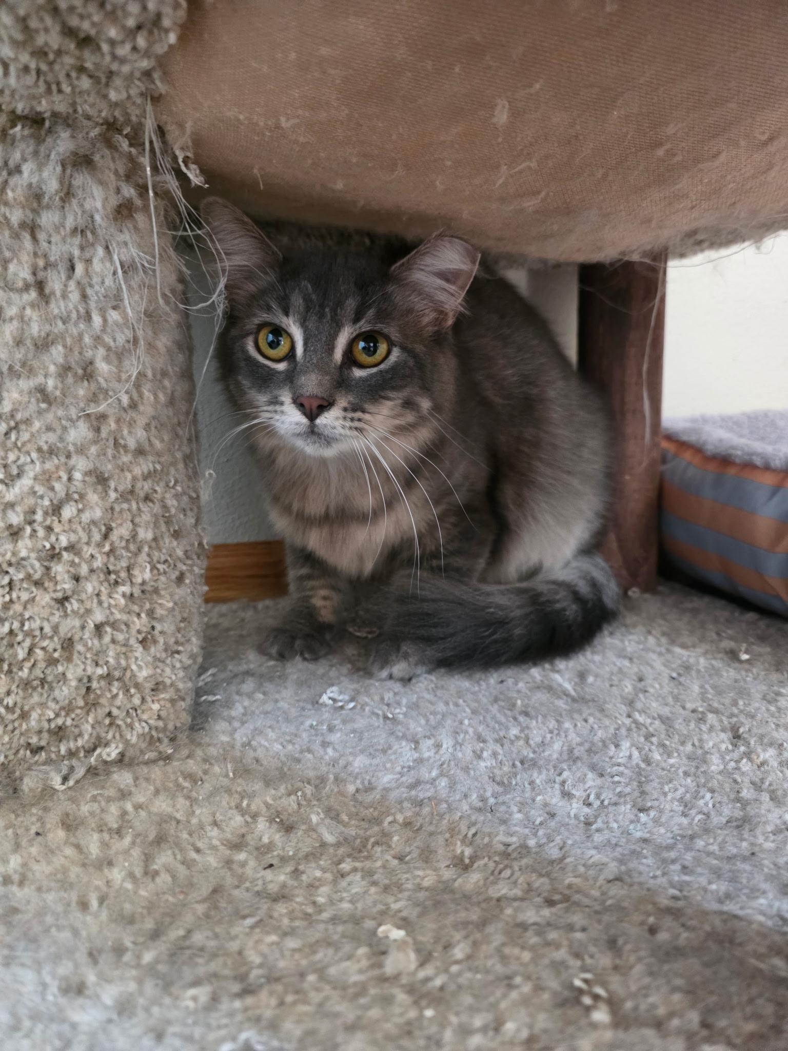 Fluffer (Bonded with Fluffy), an adoptable Domestic Long Hair in Sauk City, WI image 6/6