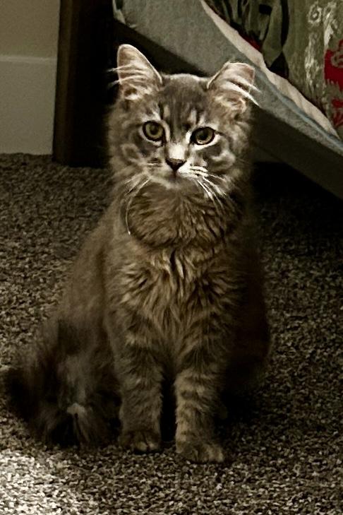 Fluffer (Bonded with Fluffy), an adoptable Domestic Long Hair in Sauk City, WI image 3/6