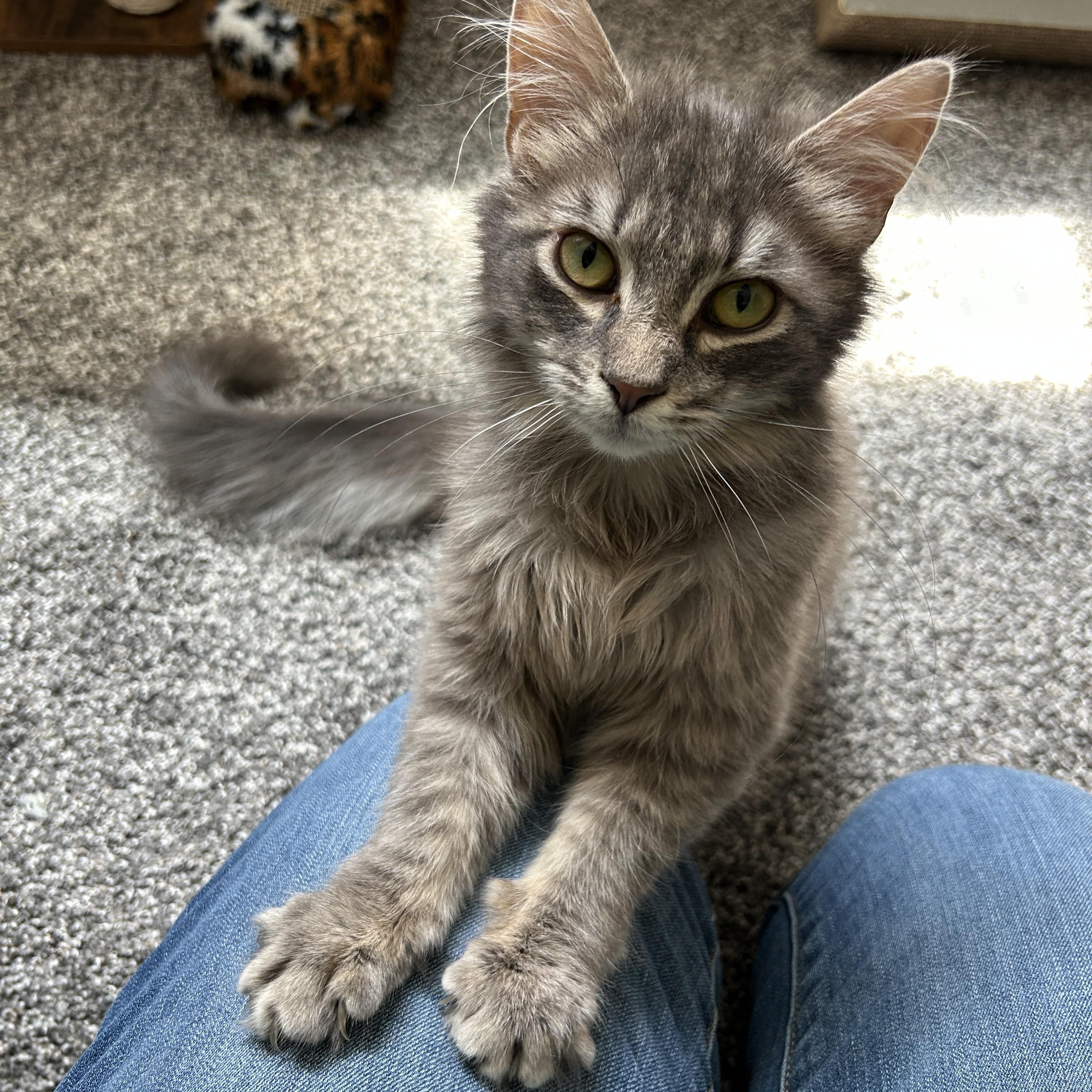 Fluffer (Bonded with Fluffy), an adoptable Domestic Long Hair in Sauk City, WI image 2/6
