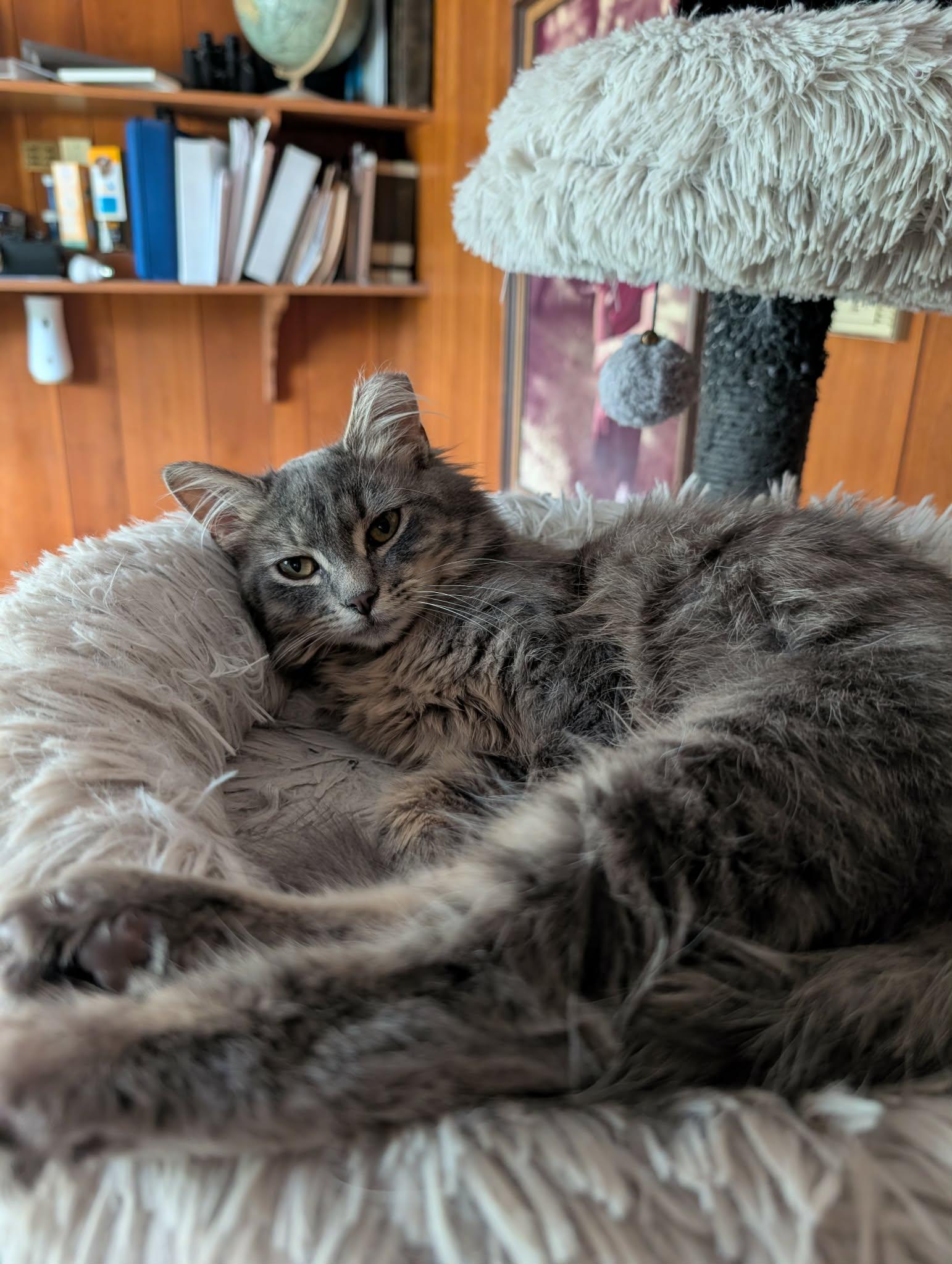 Fluffer (Bonded with Fluffy), an adoptable Domestic Long Hair in Sauk City, WI image 4/6