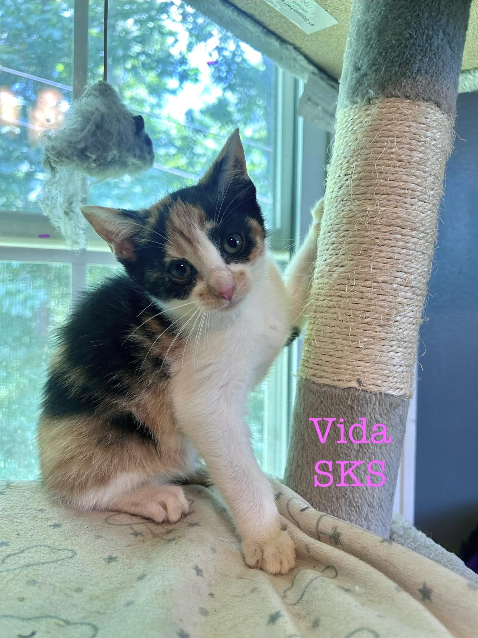 Vida SKS, Baby Female Calico