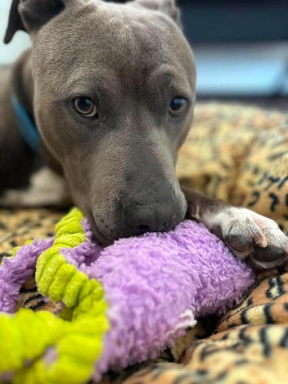 Blue, Adoptable, Adult Male American Staffordshire Terrier & Mixed Breed.