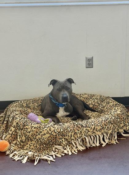 Enlarge Blue, a Adoptable mixed breed in Aberdeen, SD image 2/3