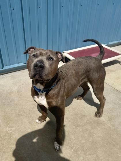 Enlarge Blue, a Adoptable mixed breed in Aberdeen, SD image 3/3