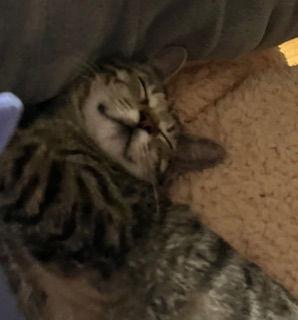 *Whisper, Adoptable, Young Female Domestic Short Hair.