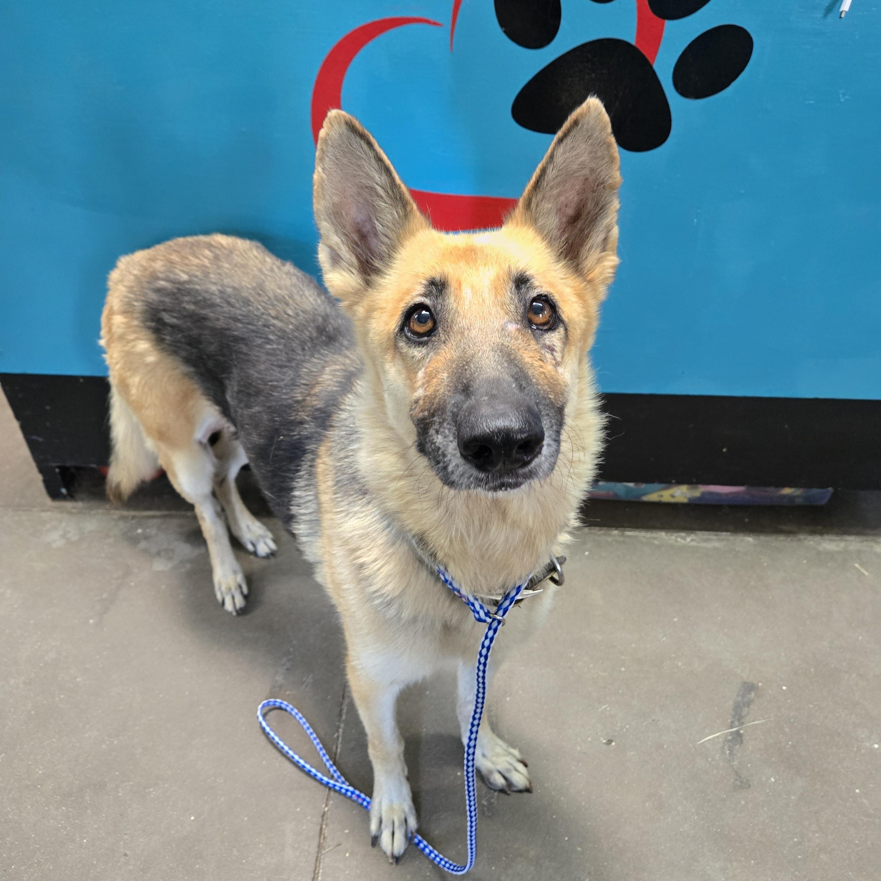 Harper, an adopted German Shepherd Dog in Graham, TX image 2/2