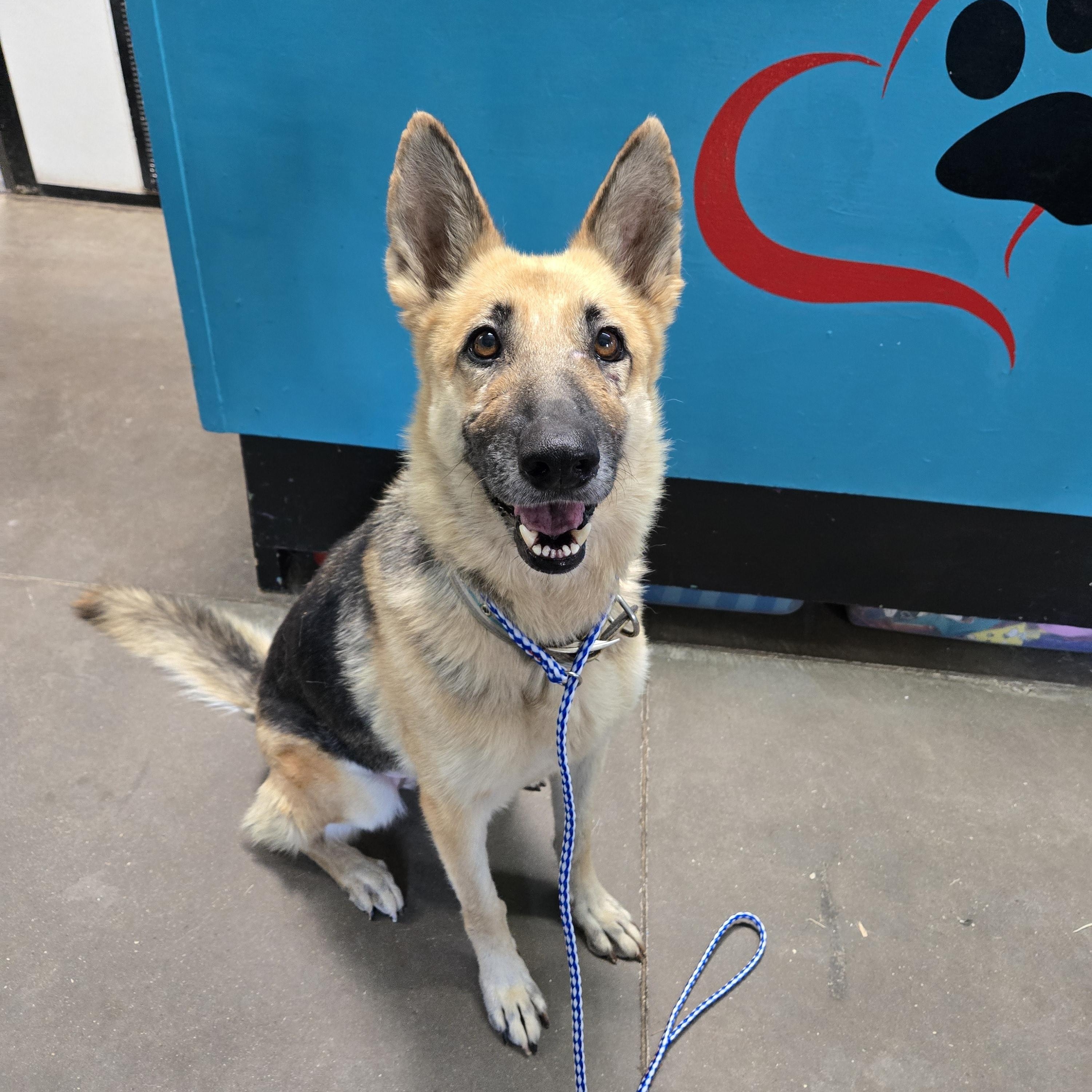 Harper, adopted, Senior Female German Shepherd Dog.
