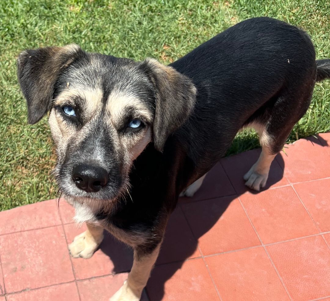 Sky, Young Female German Shepherd Dog