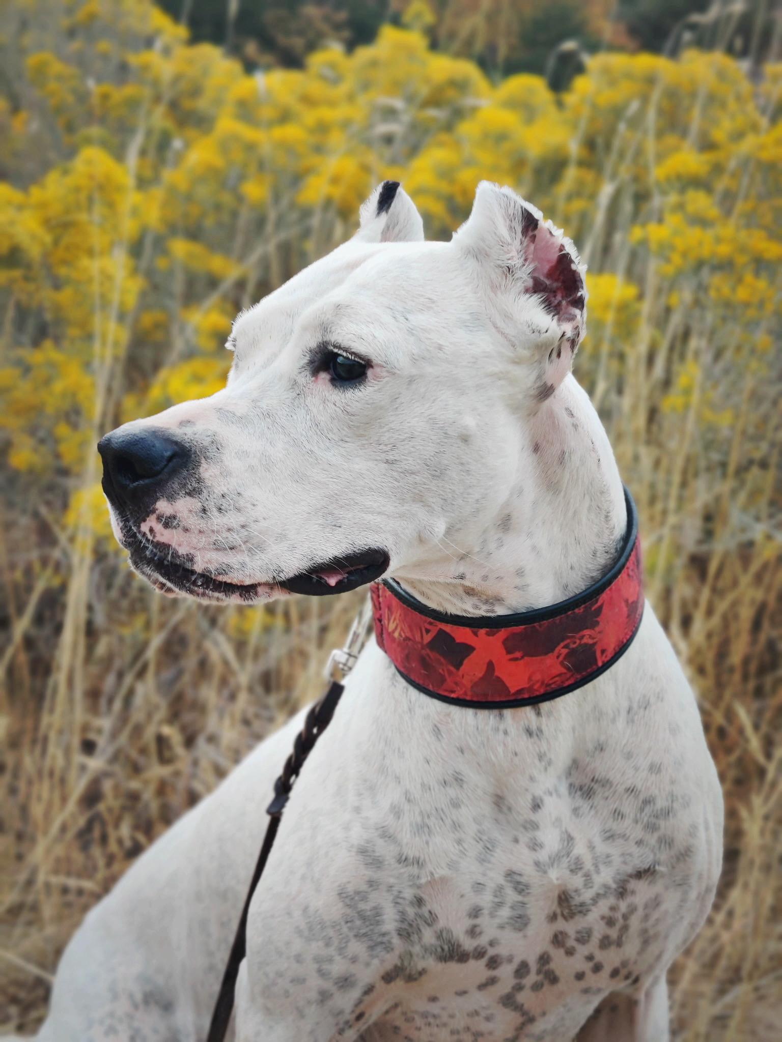 Lady, an adoptable Dogo Argentino in salt lake city, UT, 84102 | Photo Image 1
