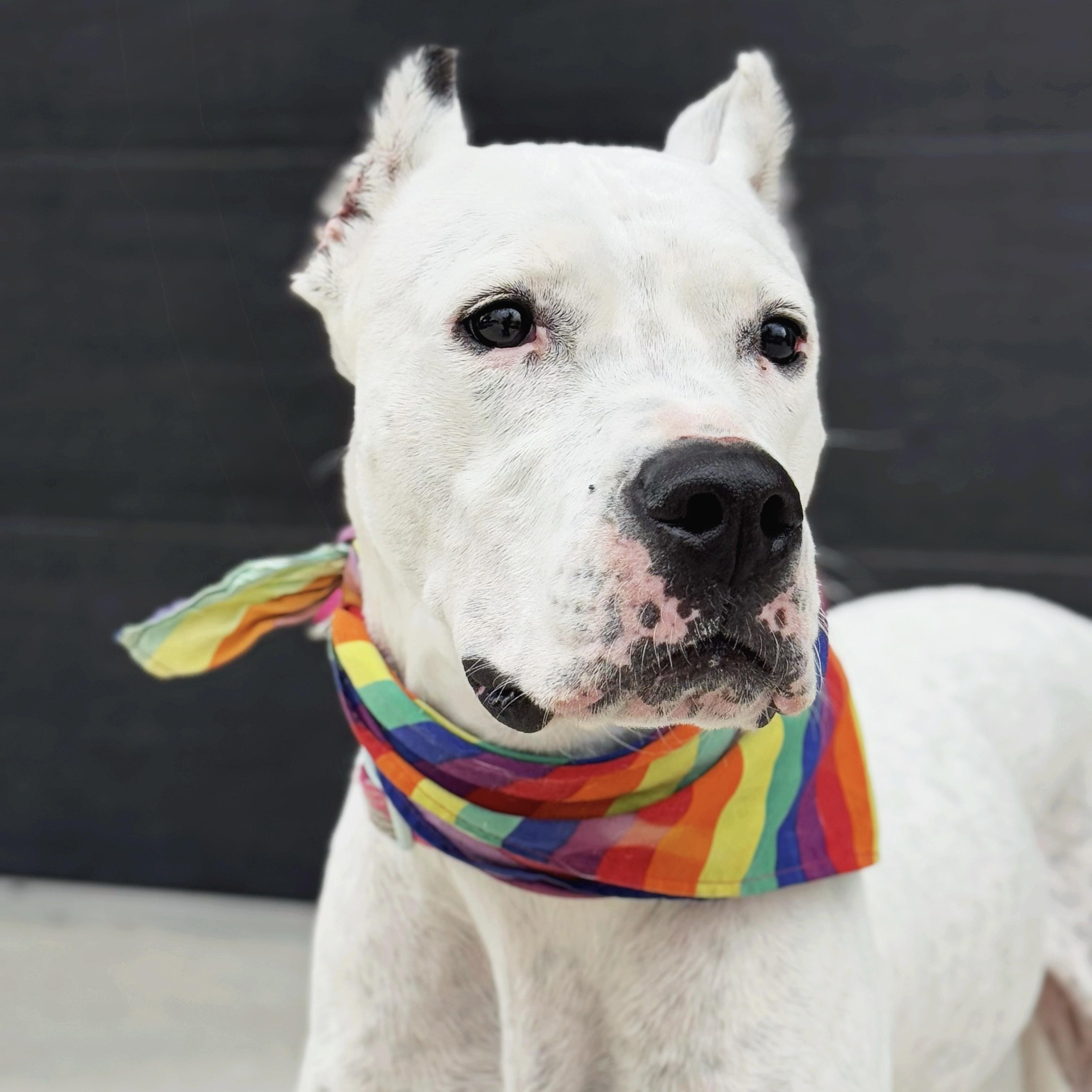 Lady, an adoptable Dogo Argentino in salt lake city, UT, 84102 | Photo Image 6