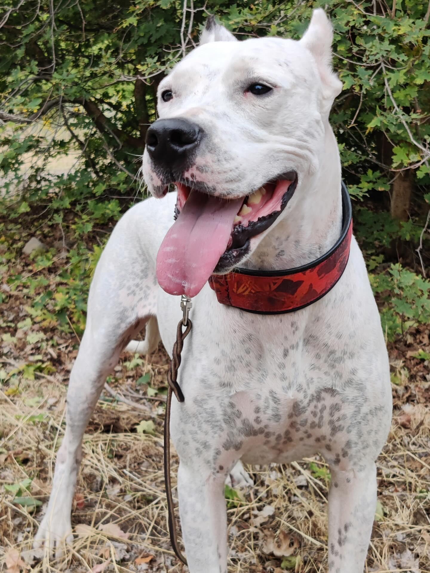Lady, a Adoptable Dogo Argentino in salt lake city, UT image 2/6