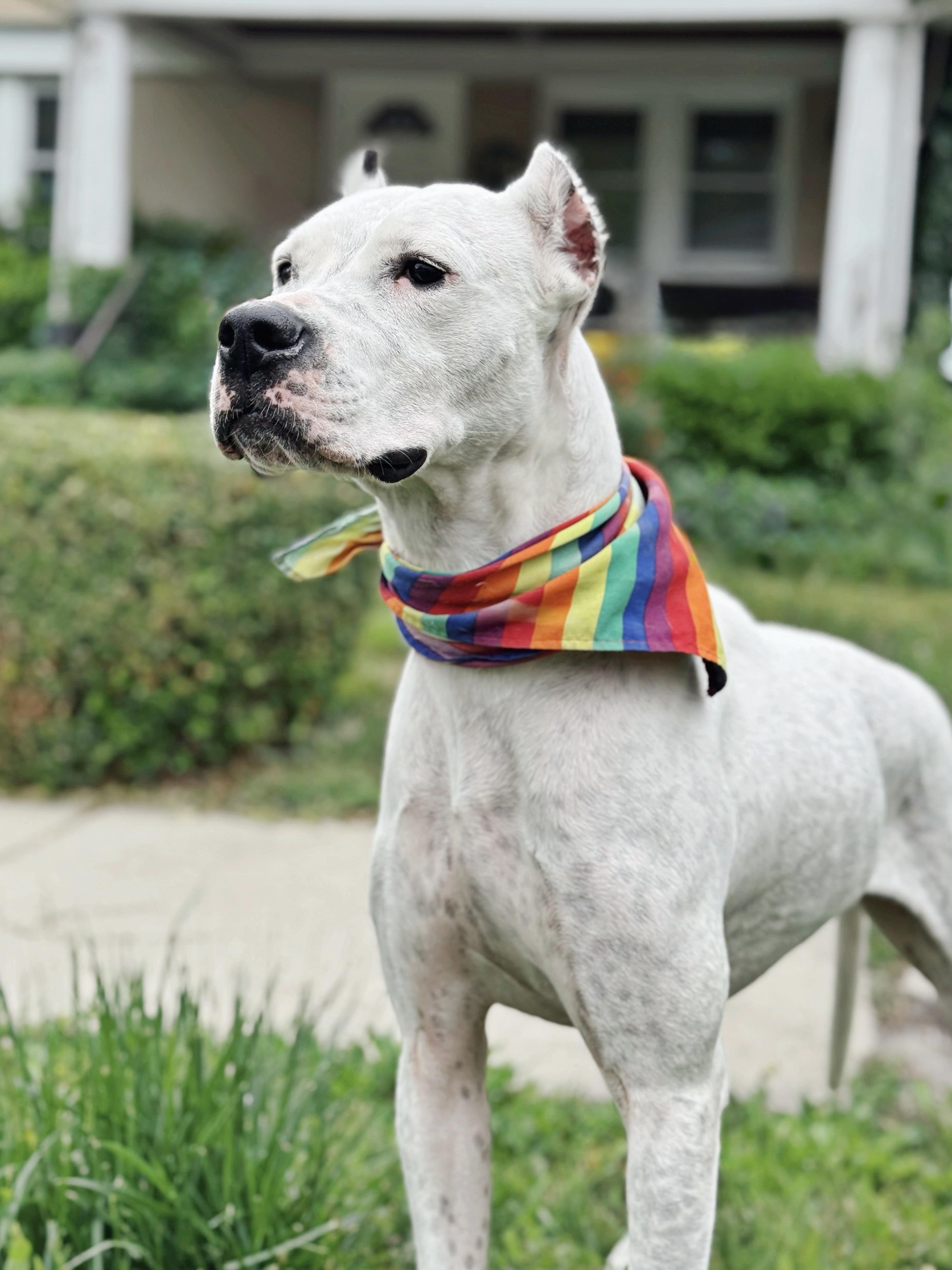 Lady, an adoptable Dogo Argentino in salt lake city, UT, 84102 | Photo Image 3