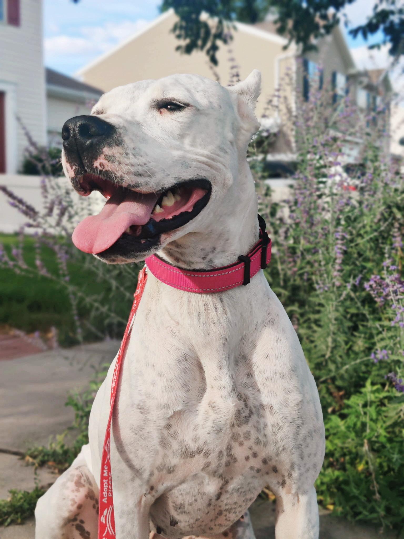 Lady, a Adoptable Dogo Argentino in salt lake city, UT image 5/6