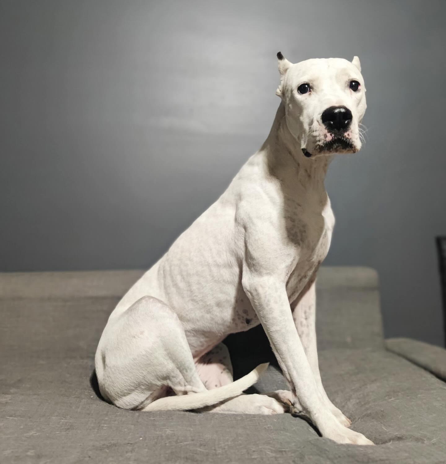 Lady, a Adoptable Dogo Argentino in salt lake city, UT image 4/6
