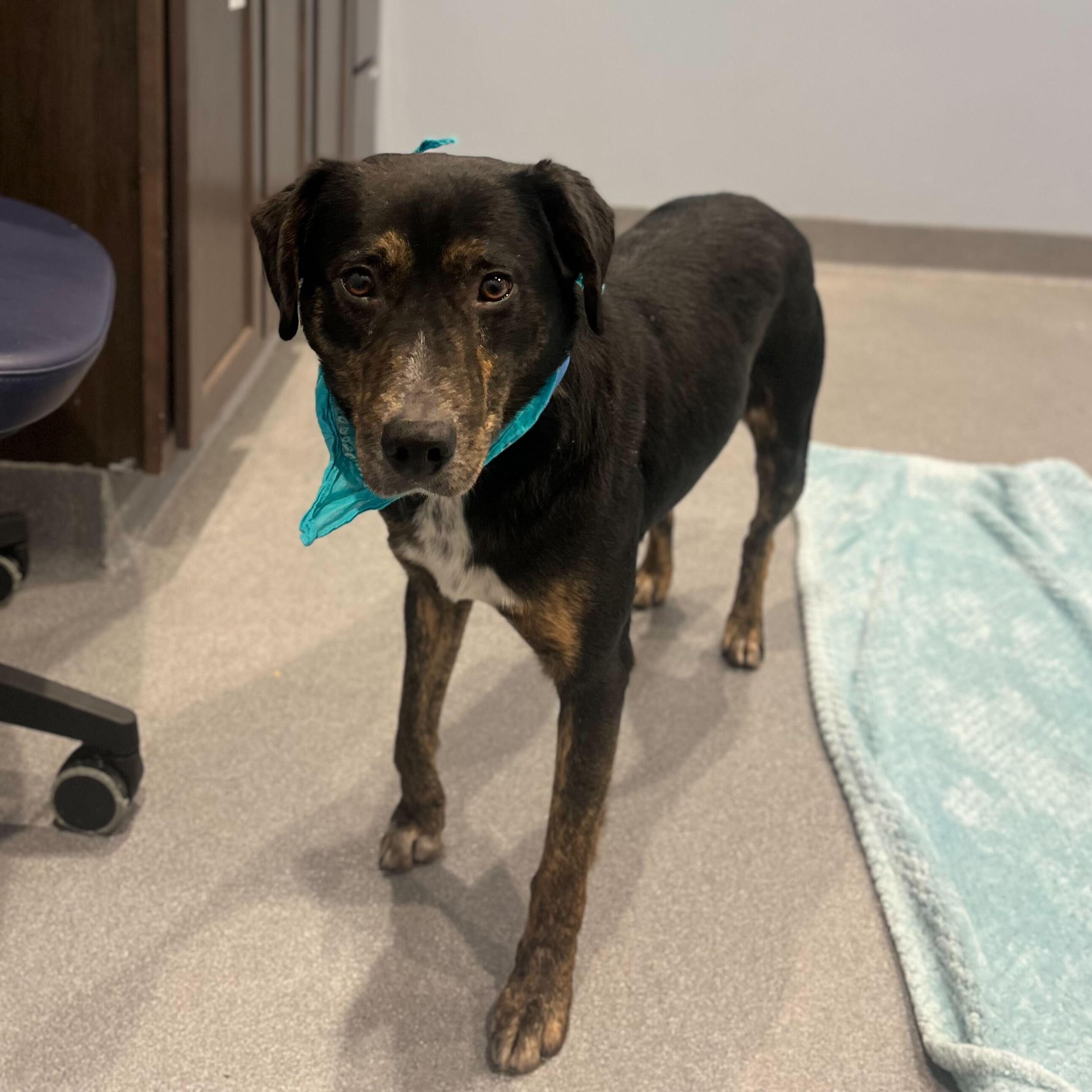 Kyle, a ADOPTABLE Mixed Breed in Canal Winchester, OH image 2/2