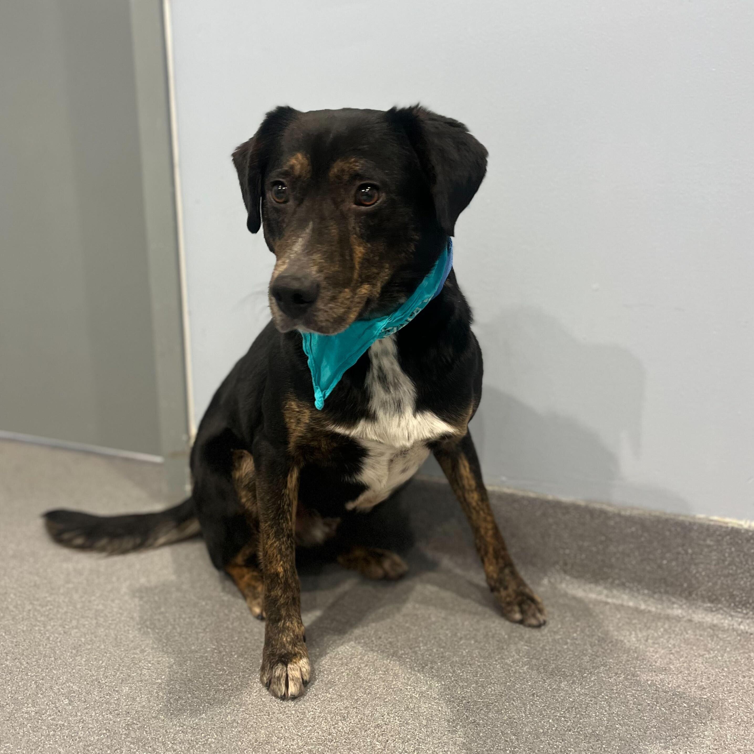 Kyle, a ADOPTABLE Mixed Breed in Canal Winchester, OH image 1/2