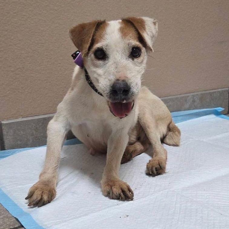 Ruby, Adoptable, Senior Female Jack Russell Terrier.