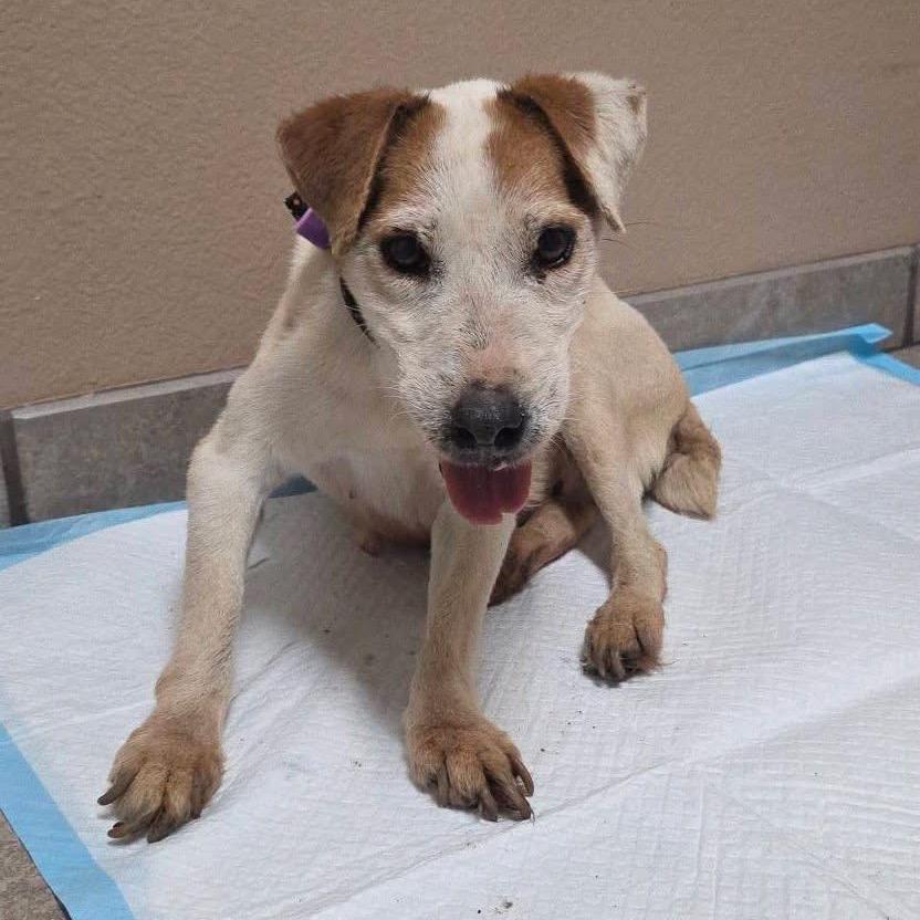 Enlarge Ruby, a Adoptable Jack Russell Terrier in Allen, TX image 2/6