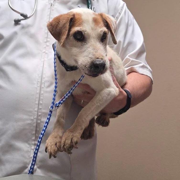 Enlarge Ruby, a Adoptable Jack Russell Terrier in Allen, TX image 3/6