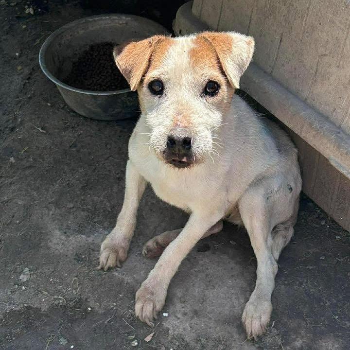 Enlarge Ruby, a Adoptable Jack Russell Terrier in Allen, TX image 4/6