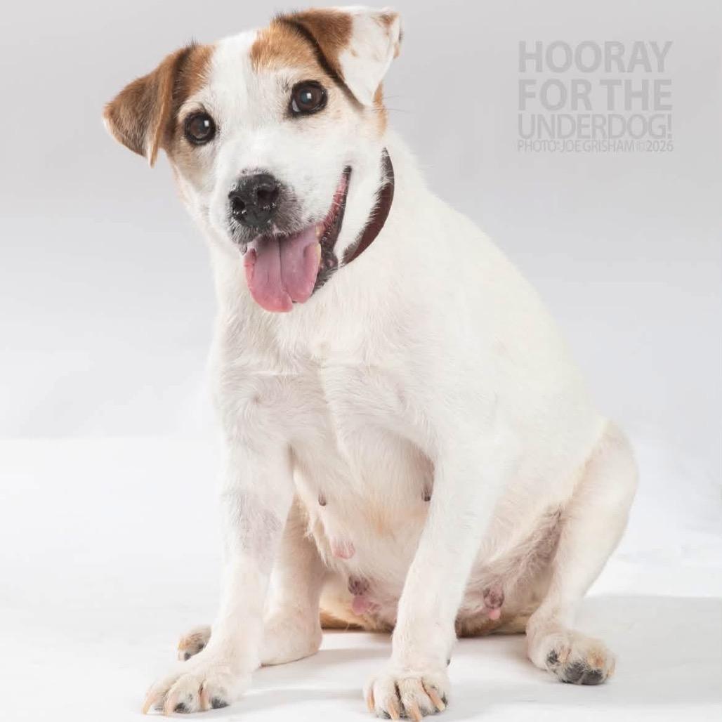 Enlarge Ruby, a Adoptable Jack Russell Terrier in Allen, TX image 6/6