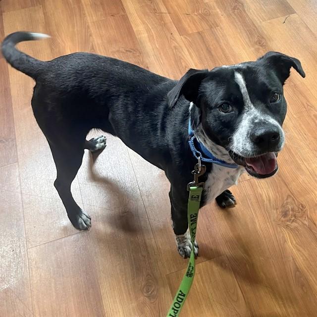 Enlarge WALLY, a Adoptable mixed breed in St. Louis, MO image 1/1