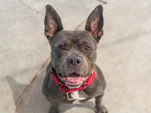 ETTA, Adoptable, Adult Female Pit Bull Terrier.