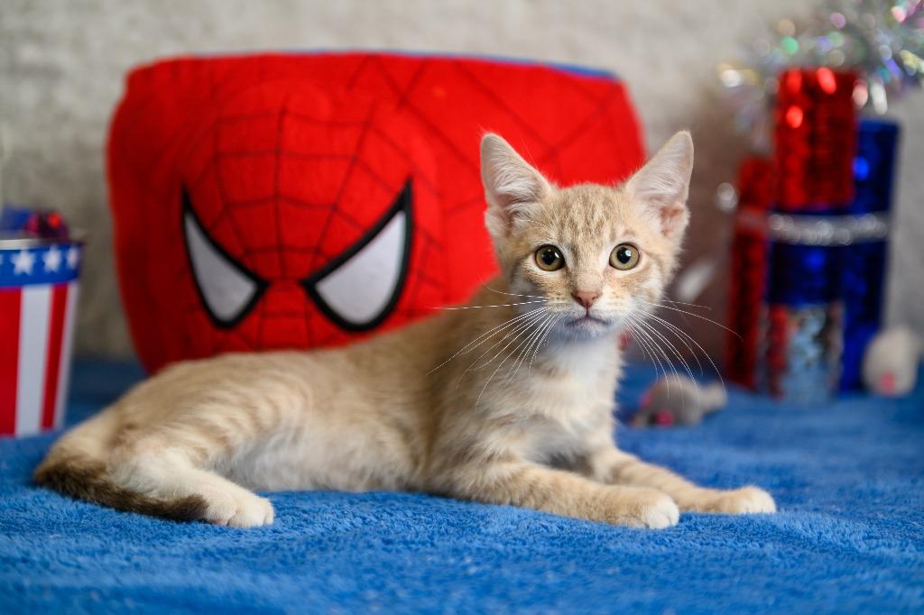 Lovett, Adoptable, Kitten Male Domestic Short Hair.
