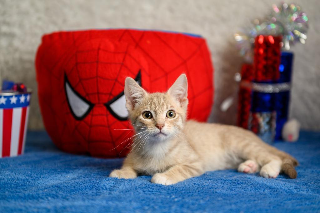 Enlarge Lovett, a Adoptable mixed breed in Roanoke, TX image 3/3