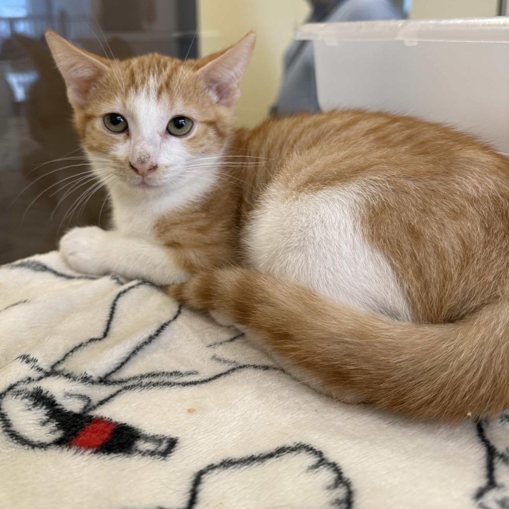 Enlarge Taco, a Adoptable Domestic Short Hair in Beaumont, TX image 1/3
