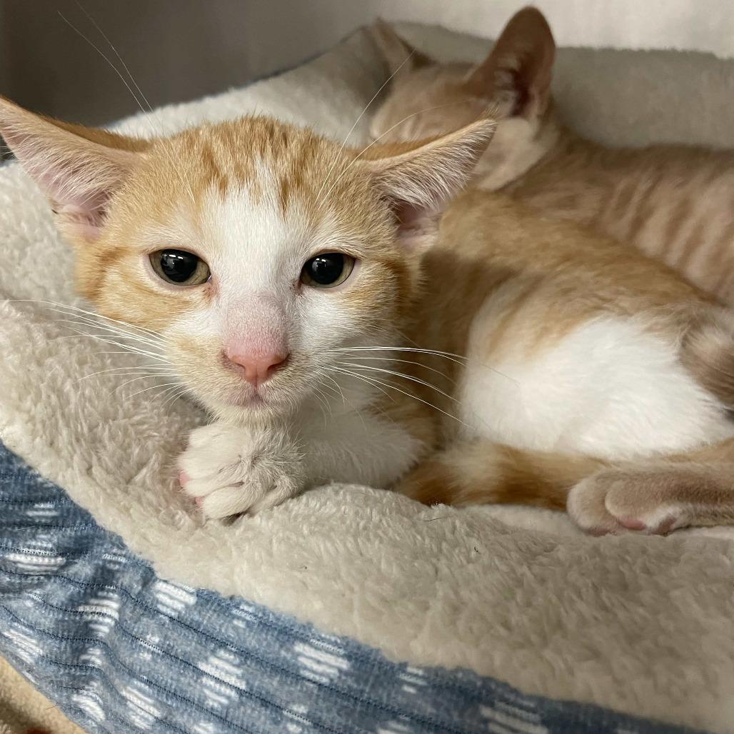 Enlarge Taco, a Adoptable Domestic Short Hair in Beaumont, TX image 2/3