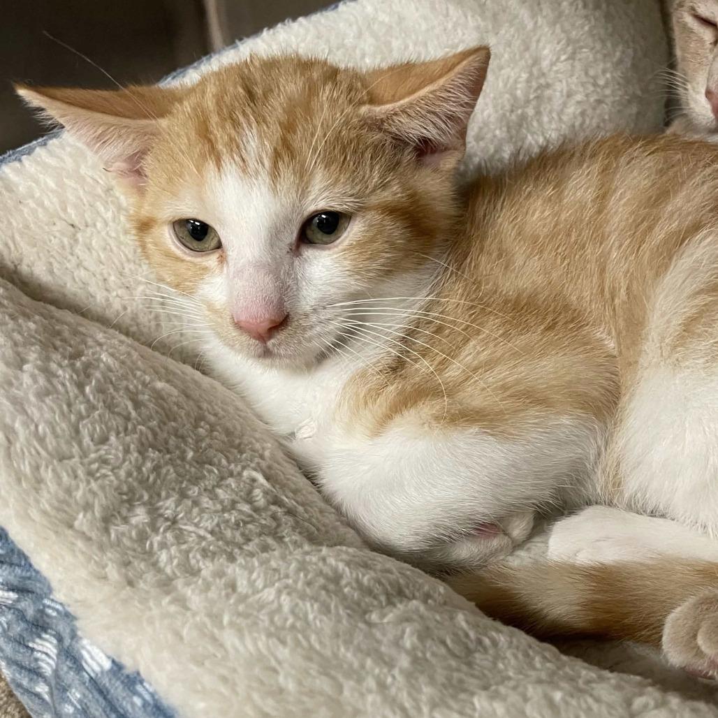 Enlarge Taco, a Adoptable Domestic Short Hair in Beaumont, TX image 3/3