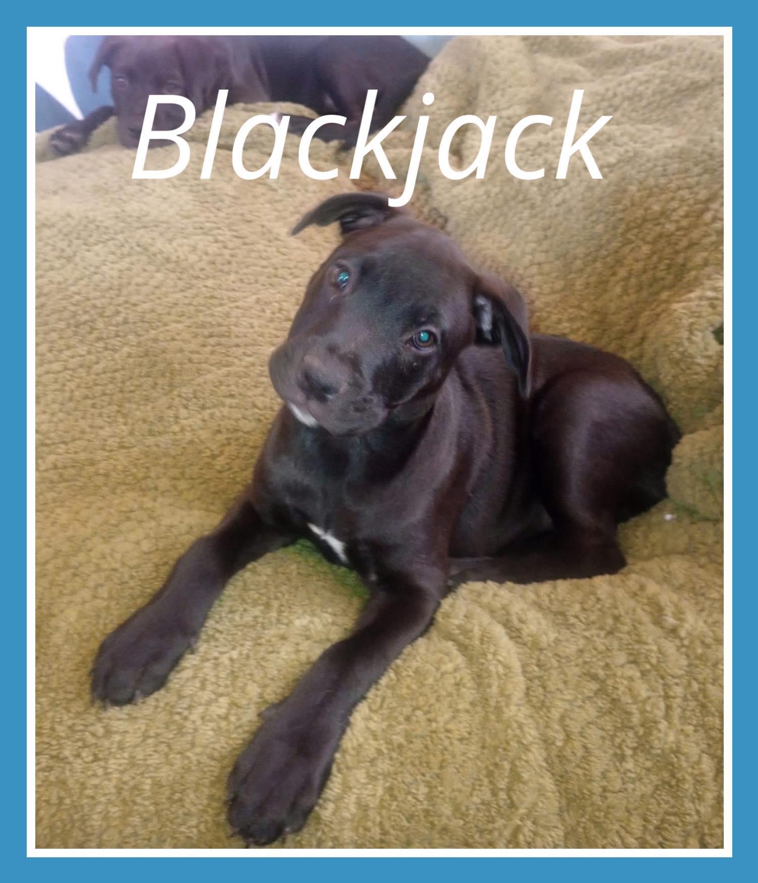 Enlarge Blackjack, a Adoptable mixed breed in Mesa, AZ image 2/2