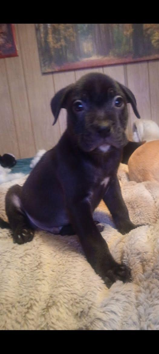 Enlarge Blackjack, a Adoptable mixed breed in Mesa, AZ image 1/2