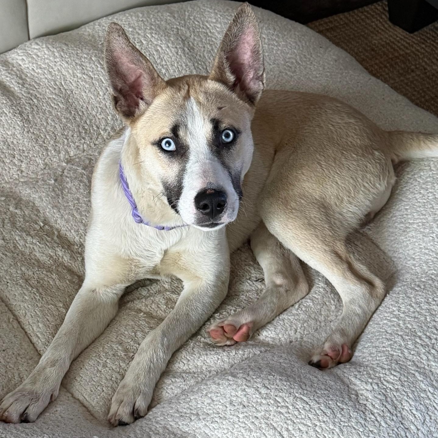 Romalo, ADOPTABLE, Young Male Husky.