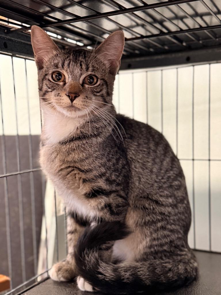 Livana, Adoptable, Young Female Domestic Short Hair.