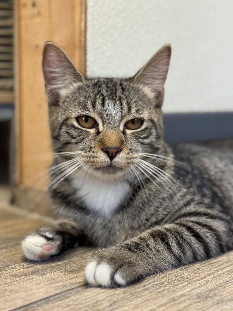 Enlarge Livana, a Adoptable mixed breed in Peru, NY image 2/2