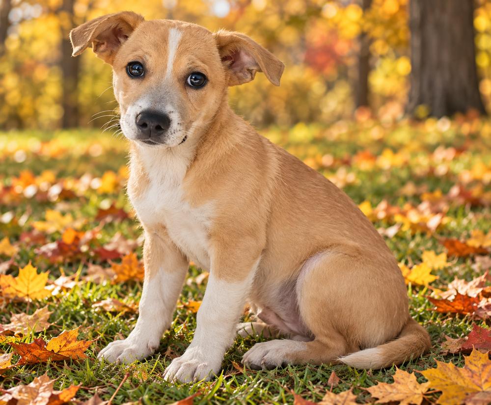 Enlarge Dash, a Adoptable mixed breed in Oakland, MI image 1/1