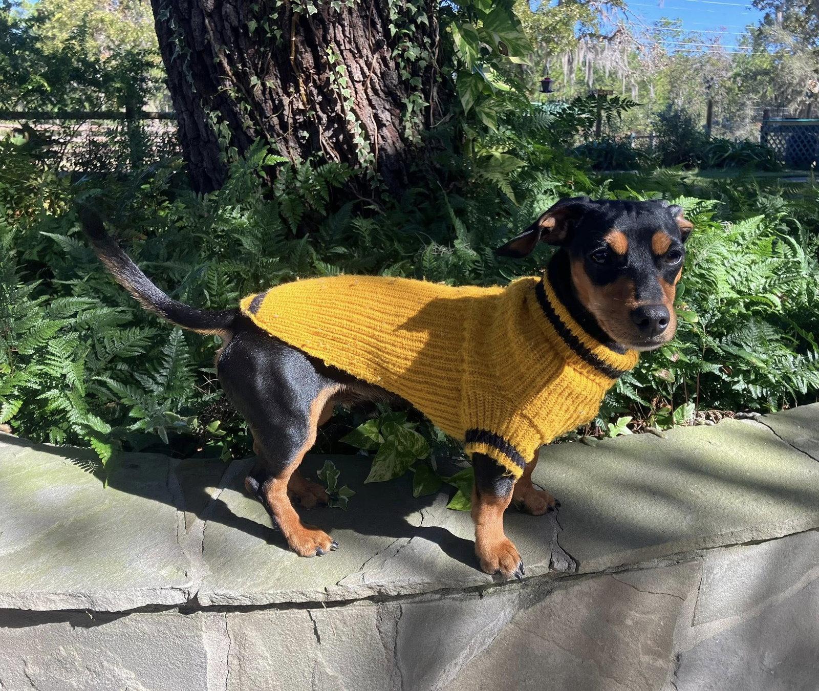 Wyatt, Adopted, Young Male Dachshund & Chihuahua.