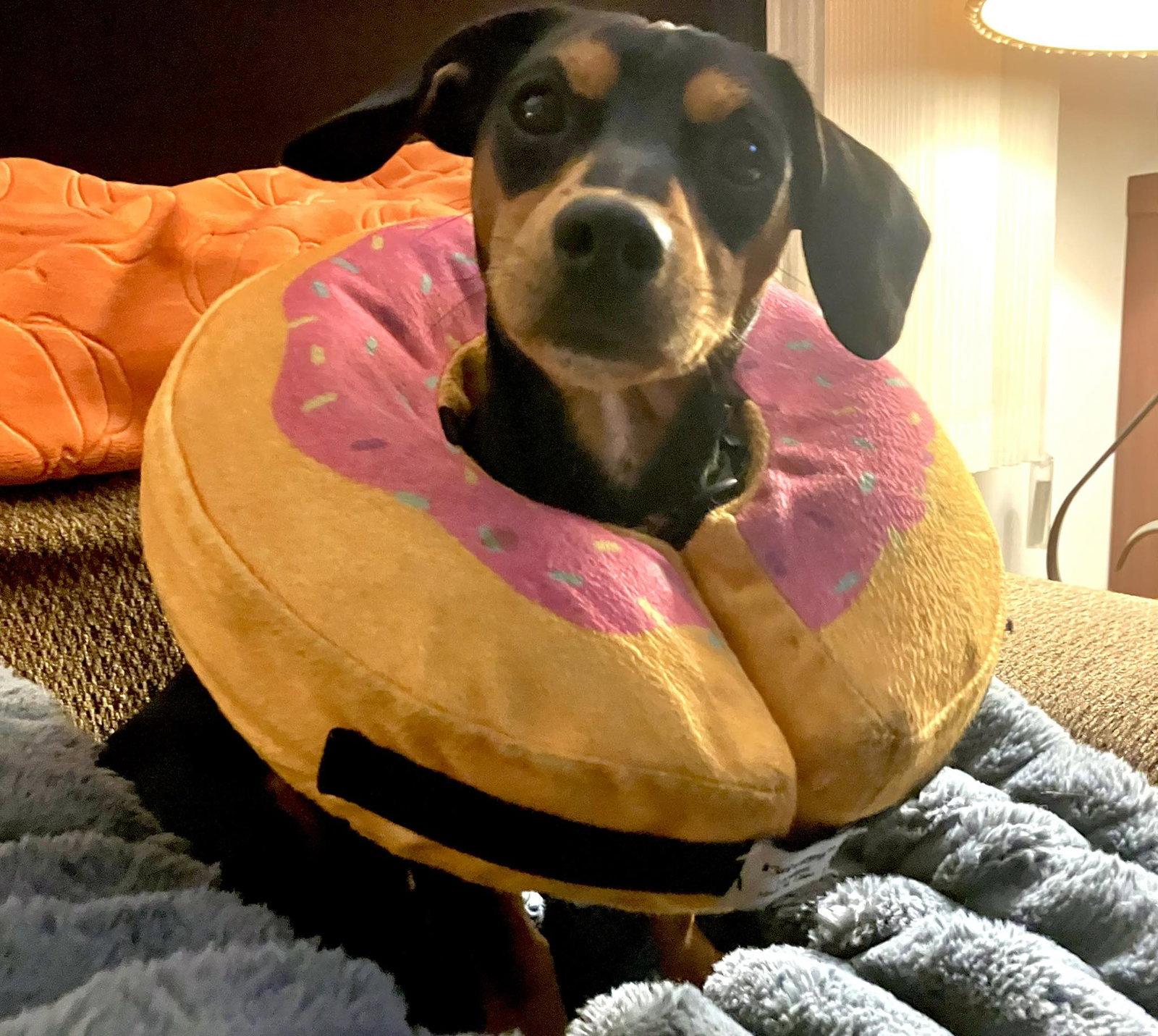 Enlarge Wyatt, a Adopted mixed breed in Jacksonville, FL image 2/2