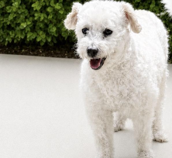 Enlarge Sweet Pea, a ADOPTABLE mixed breed in Rancho Palos Verdes, CA image 1/5